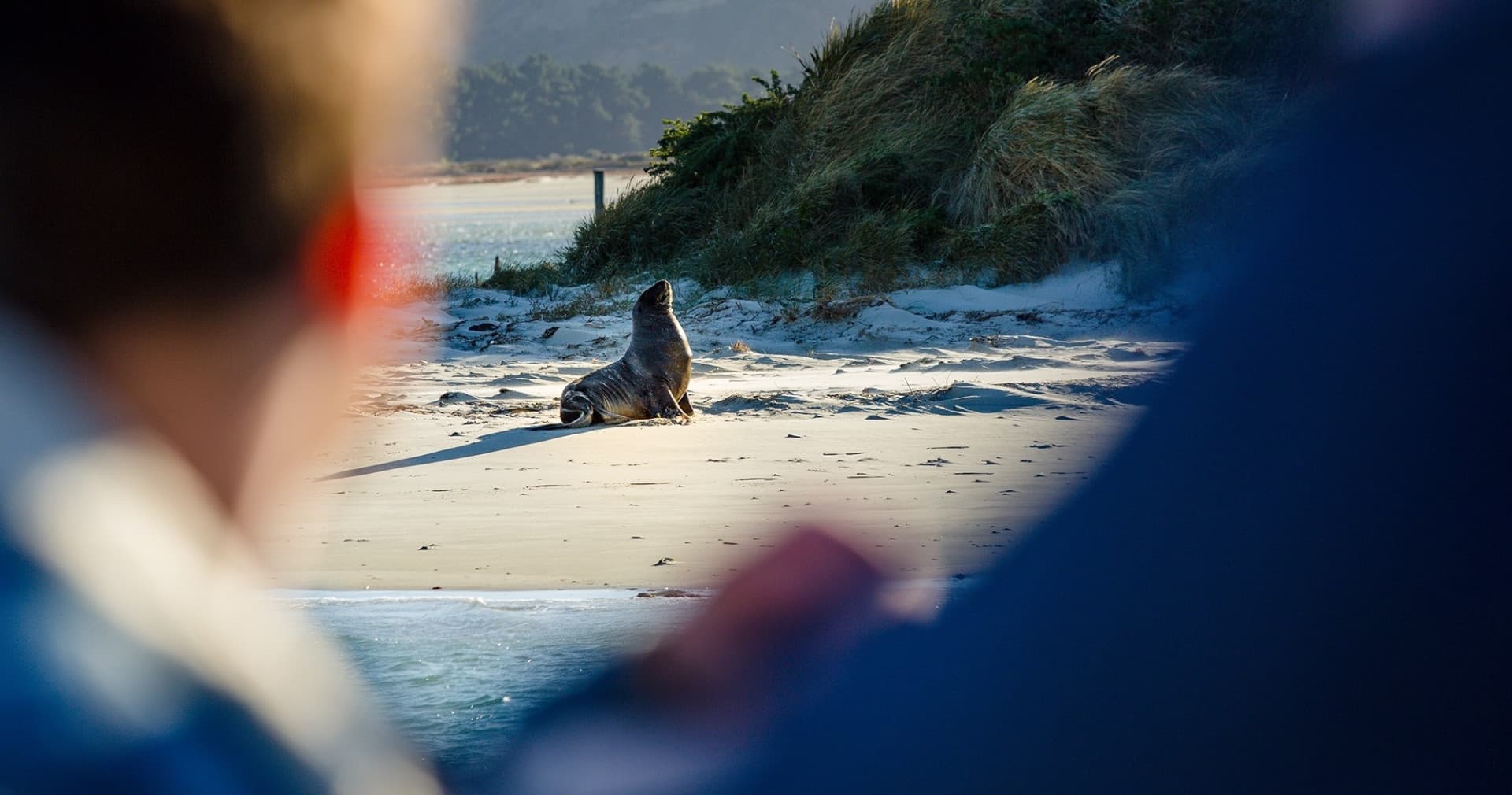Monarch Wildlife Cruise and Peninsula Encounter Tour - image 9